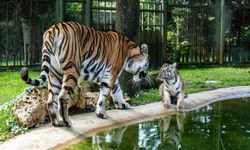Türkiye'de tek! Amur kaplanı Bursa'da