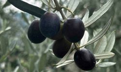 Bursa’da zeytin bereketi