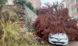 Bursa’da sağanak ağacı devirdi!
