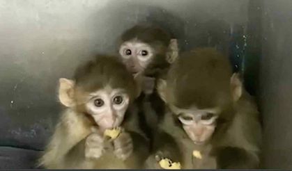 Makak maymunları koruma altına alındı