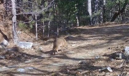 Uludağ’daki Altın Çakallar fotokapanda