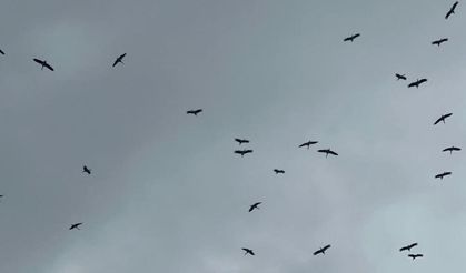 Baharın müjdecisi Bursa semalarında