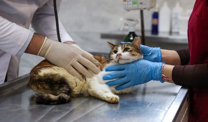 Yaralı kediye Büyükşehir şefkati