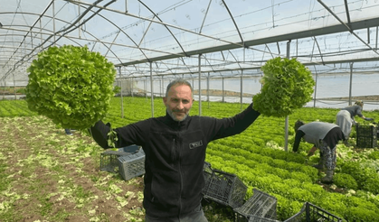 'Kıvırcık' bu yıl yüzleri güldürdü