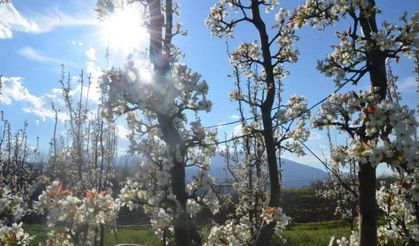 Meyve bahçelerinde renk cümbüşü