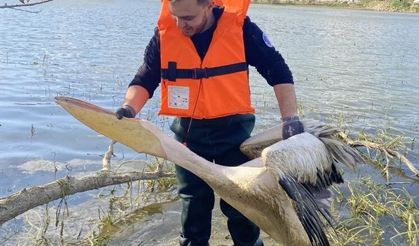 Mahsur kalan pelikan kurtarıldı