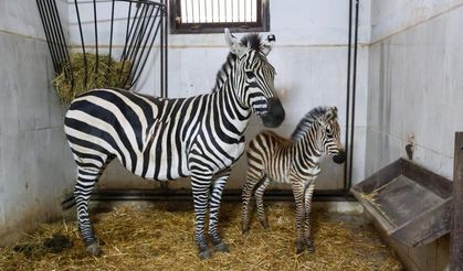 Zebra ailesine yeni üye