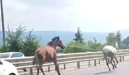 Başıboş atlar trafikte araçlarla yarıştı