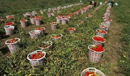 Bursa’da marka ürünün hasadı başladı