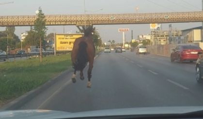 Bursa'da at şoku! Trafiği alt üst etti