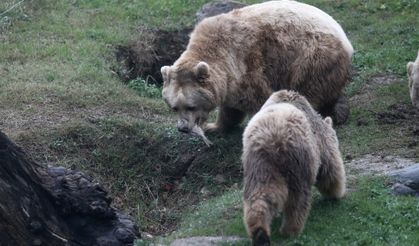 Bursa Hayvanat Bahçesi sakinleri doğal ortamlarındaki gibi hayat sürüyor