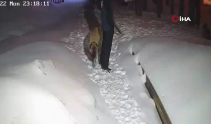 Uludağ’da ayı ile köpeğin boğuşması kameralarda