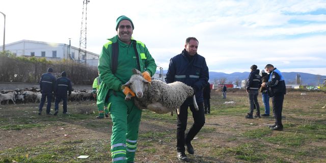 Bursa'da koyunlara zabıtadan müdahale