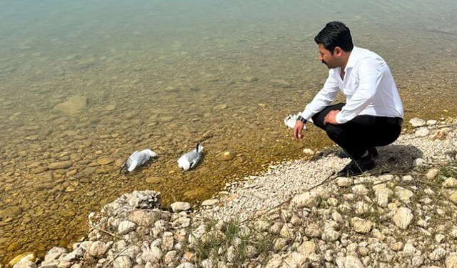 Atatürk Barajı'ndaki martı ölümlerine inceleme