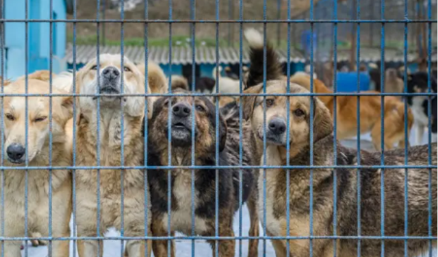 Melike Baysal: 'Devletten köpek kısırlaştırmaya komik destek!'