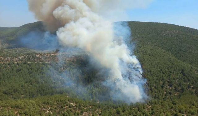 Bodrum’da orman yangını