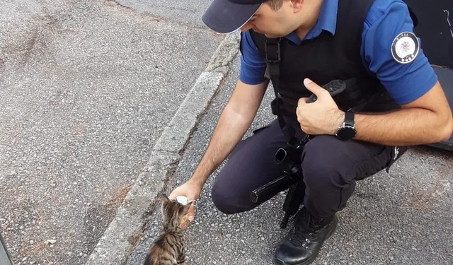 Yavru kedi, polis merkezinde besleniyor