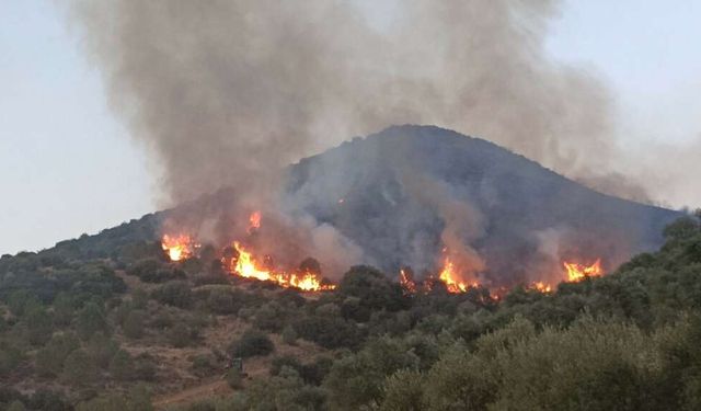 İzmir’deki orman yangınlarında 6 tutuklama