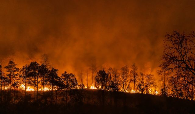 Kanada’nın yanan ormanları dünyayı karbona boğdu