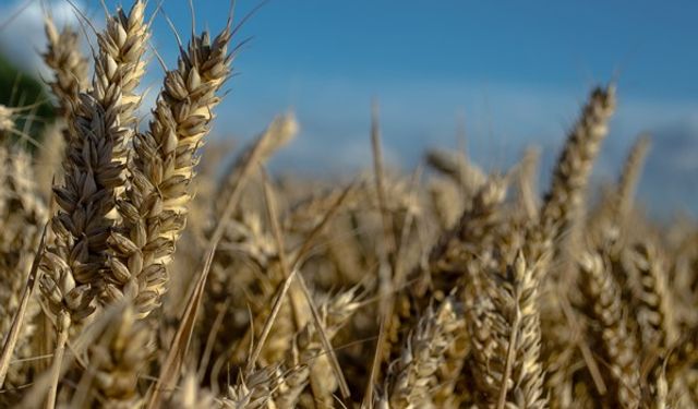 Büyükşehir, çiftçiye destek olmaya devam ediyor!