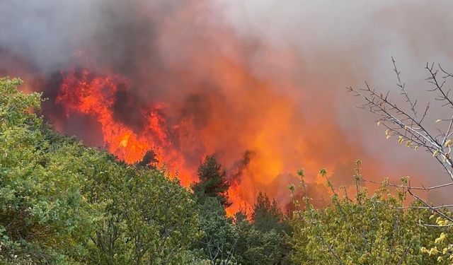 Bursa’da korkutan orman yangını