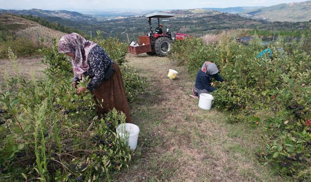 Uludağ’ın eteklerinde yetişen Aronya kendine pazar arıyor