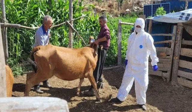 Şarbon hastalığı alarmı! Bölge karantinaya alındı