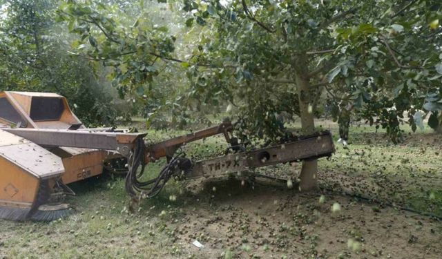 Ceviz hasadından 60 bin ton rekolte bekleniyor