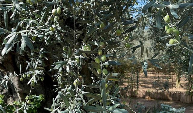 Bin 700 yıllık zeytin ağaçları hala ürün veriyor