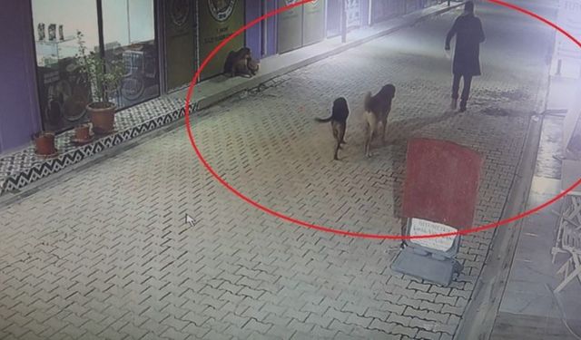 Hatay'da dehşet! Kedileri köpeklere parçalattı