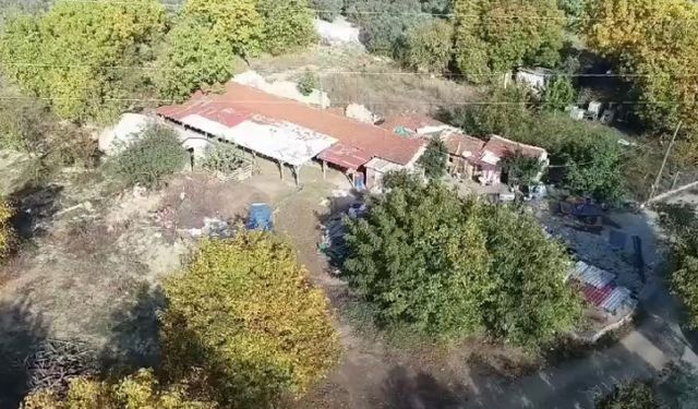 Bursa'da zeytin hırsızlarına dronlu denetim