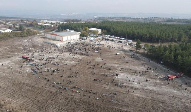 Uludağ Üniversitesi’nin yanan ormanları yeniden yeşeriyor