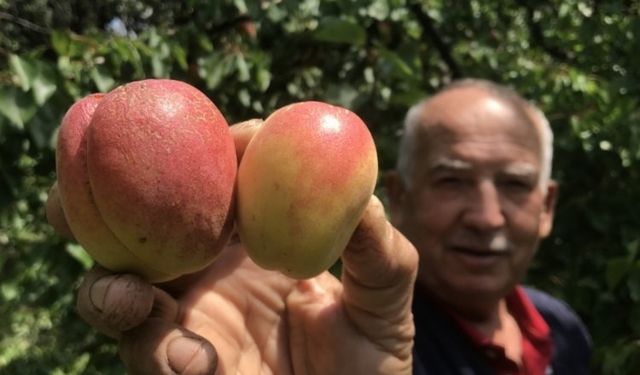 Kayısı kurusu cep yakıyor