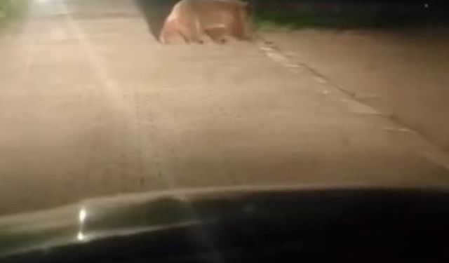 Uludağ’da ayı ailesinin yoldan geçişi görüntülendi