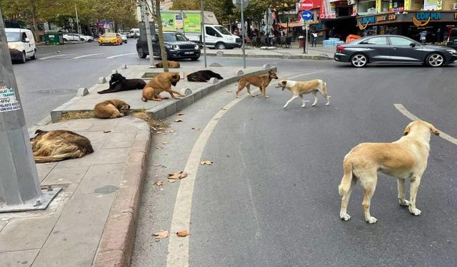 İstanbul Valiliği'nden sokak hayvanları talimatı!
