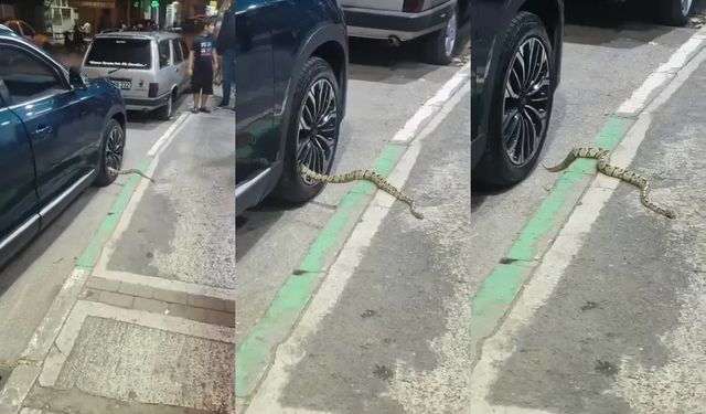Otomobilin jantından yılan çıktı!