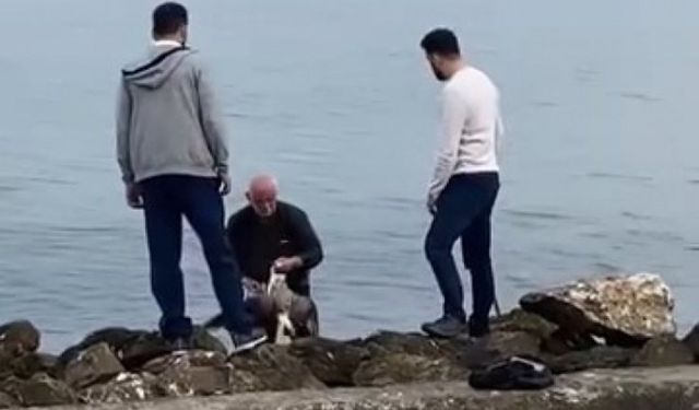 Misinalara takılan martıyı böyle kurtardı