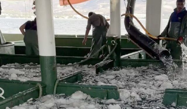 Hamsi bolluğu! Tesislerinde, kamyonlarda yer kalmadı