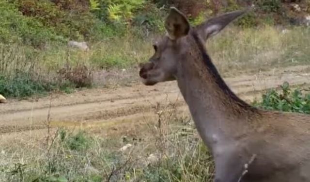 Bursa'nın kızılgeyikleri görüntülendi!
