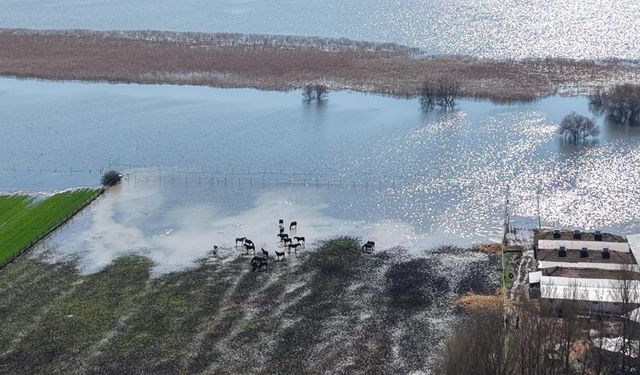 Yarış atlarının çiftliğini de su bastı!