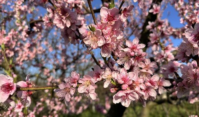 Bursa'da ağaçlar çiçek açtı, çiftçi endişeli