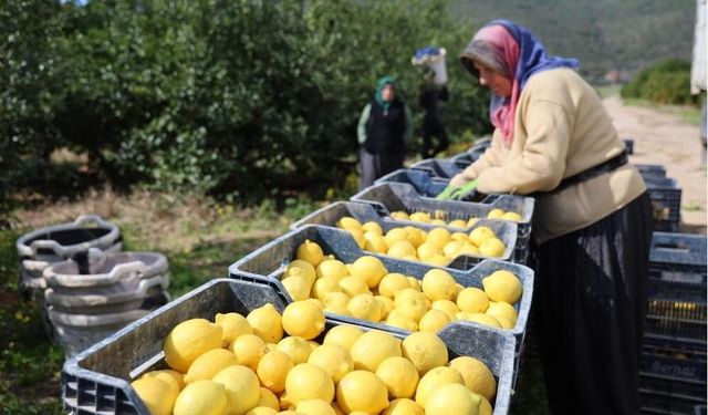 Limon fiyatlarında yüzde 410 artış