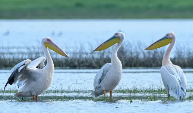 Göç yolundaki pelikan sürüsü Bursa'da mola verdi!