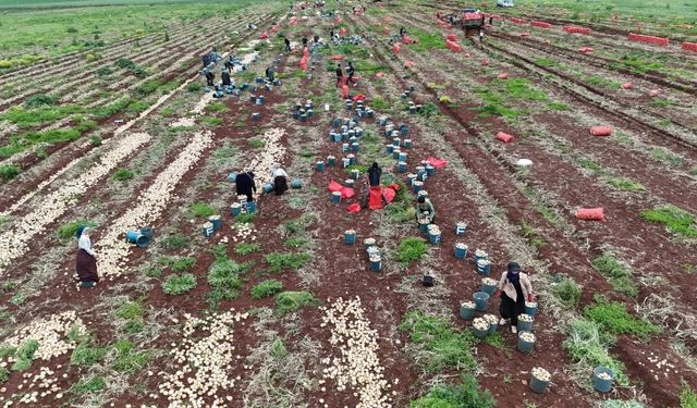 TÜRKİYE SINIRINDAN BURSA'YA HASAT!