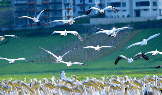 Göç yolunda görsel şölen