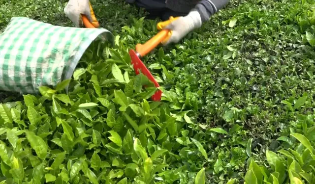 Yaş çay arttı gözler kuru çaya çevrildi!