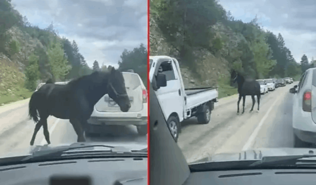 TRAFİKTE BAŞIBOŞ AT TEHLİKESİ!