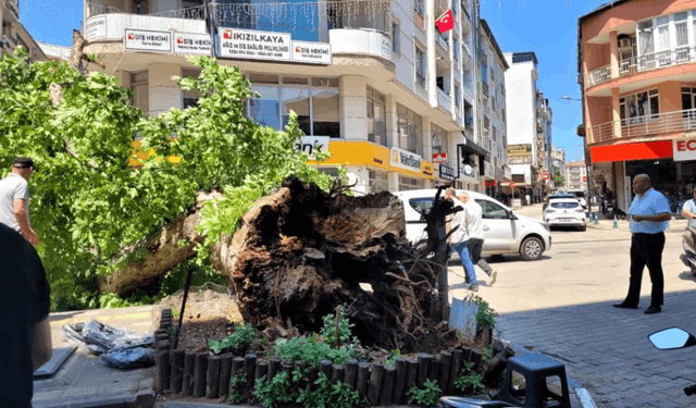 ASIRLIK ÇINAR YOLA DEVRİLDİ!