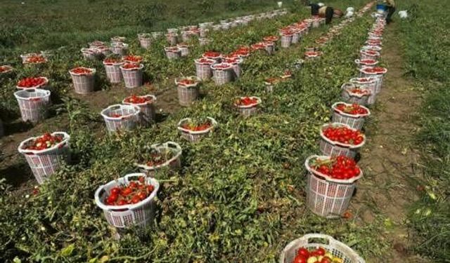 Bursa’da marka ürünün hasadı başladı