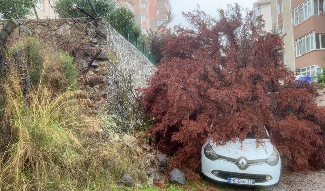 Bursa’da sağanak ağacı devirdi!